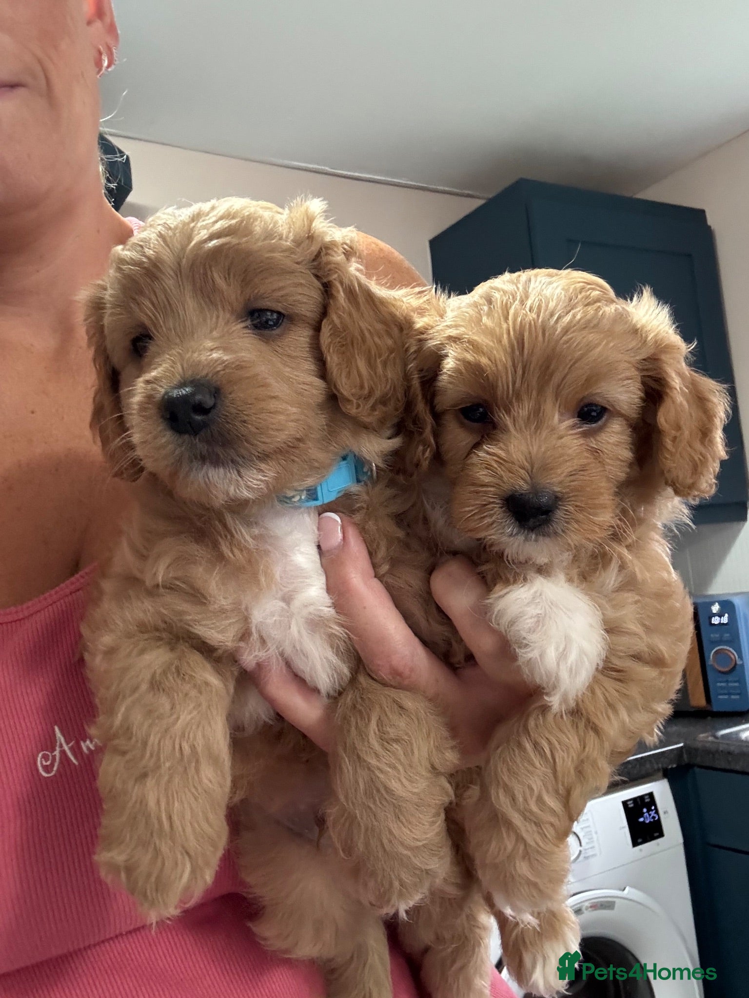 Cavapoo dogs Fully health checked, family raised Cavapoos - Advert 2