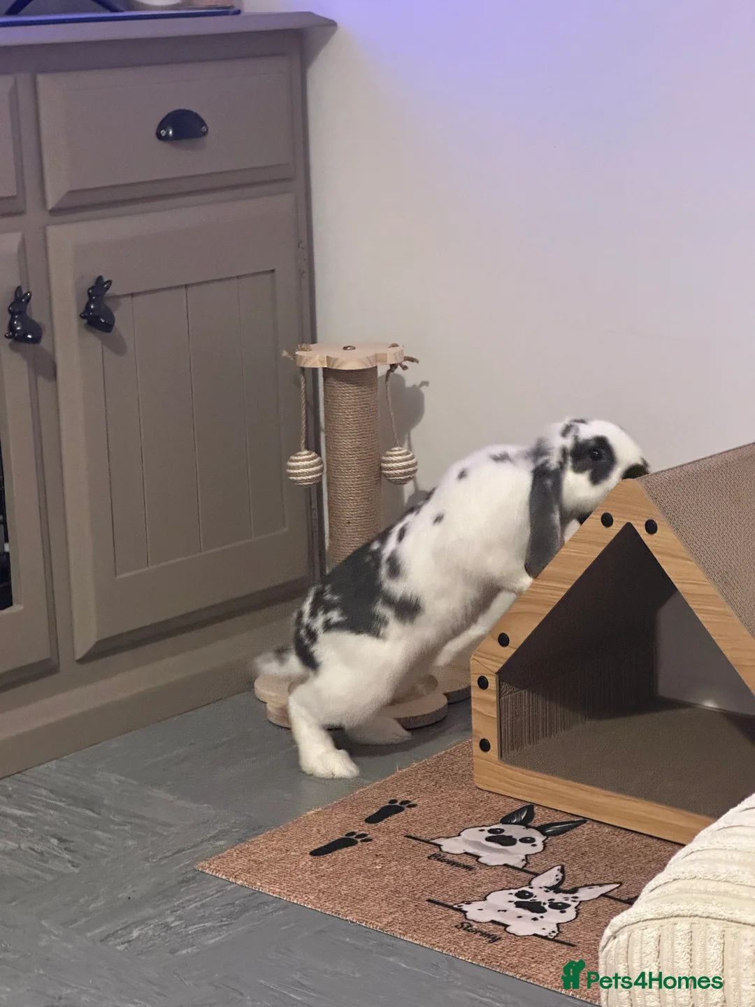 Mini Lop rabbits for sale: FREE Neutered male mini lop - Advert 4