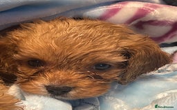 Cavapoo dogs for sale: Adorable toy Cavapoo pups apricot or fox red  - Image 34