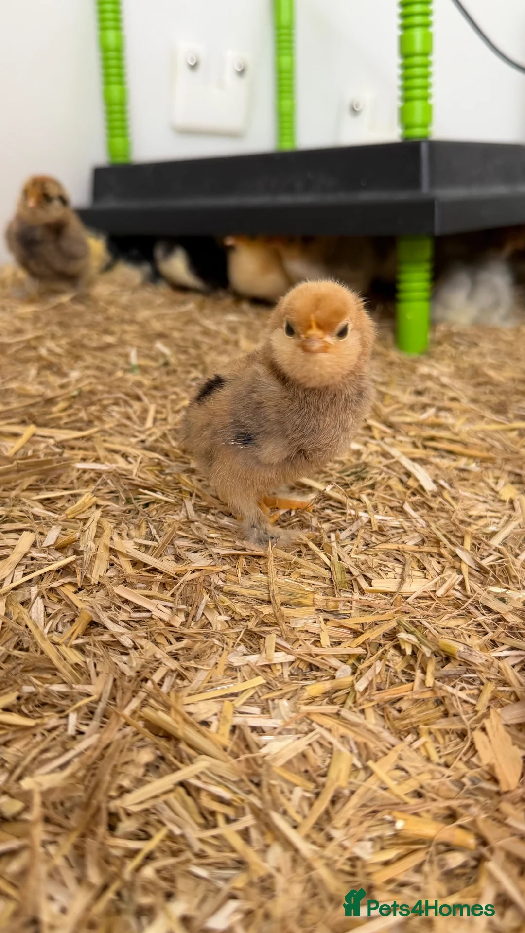 Chickens poultry for sale: Barbu D’uccle (booted bantam) - Advert 1