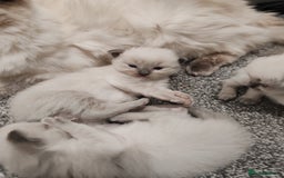 Ragdoll cats for sale: 2 lynx seal point Ragdolls kittens - Image 1