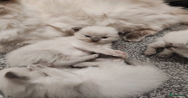 Ragdoll cats - Advert 8