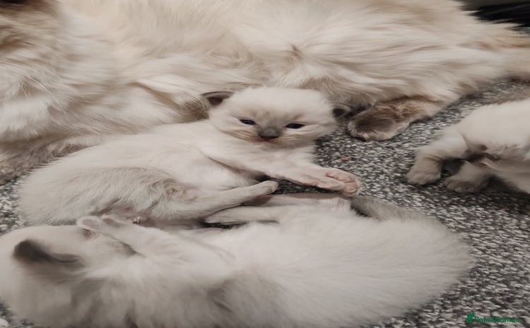 Ragdoll cats - Advert 1