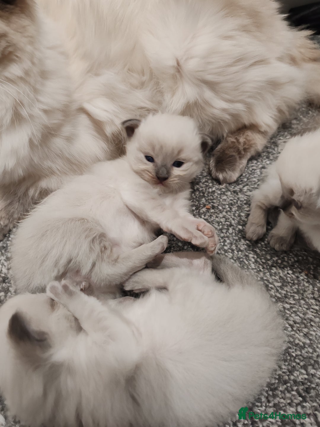 Ragdoll cats for sale: 2 lynx seal point Ragdolls kittens - Image 1
