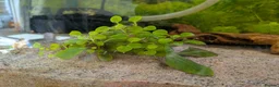 Platies fish for sale: Complete 165L Planted Aquarium Setup + Stock in Herne Bay - Advert 5