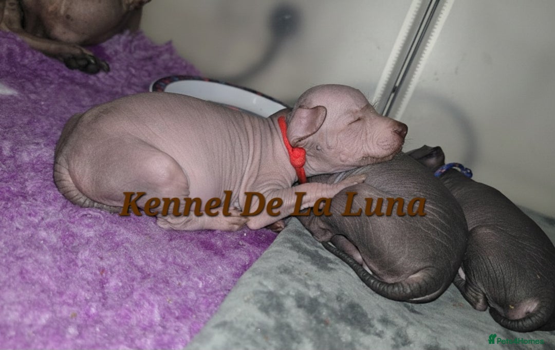 Mexican Hairless dogs for sale: Kc registered Xoloitzcuintle miniature puppies  - Advert 12