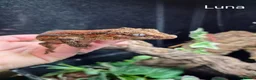 Mixed Breed reptiles for sale: Selling all our reptile collection updated - Advert 9