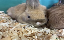 Netherland Dwarf rabbits for sale: Beautiful baby bunnies for sale  - Image 5