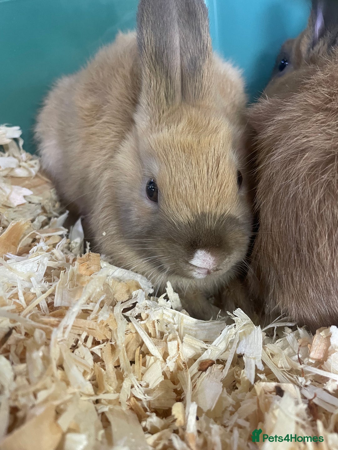 Netherland Dwarf rabbits for sale: Beautiful baby bunnies for sale  - Image 5