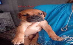 Mixed Breed dogs for sale: Bullmastiff X Puppies - Image 33