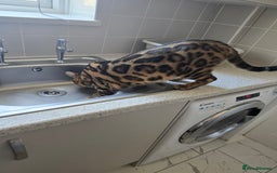 Bengal cats for sale: Pure bengal boy  - Image 2