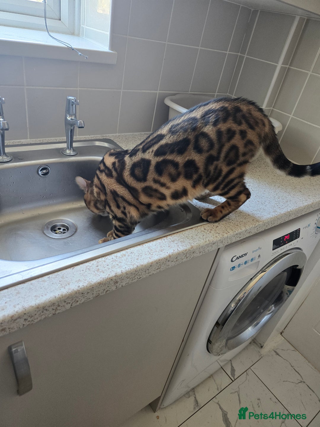 Bengal cats for sale: Pure bengal boy  - Image 2