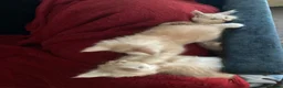 Maine Coon cats for sale: 4 playful Pure breed Maine Coon kittens - Advert 8