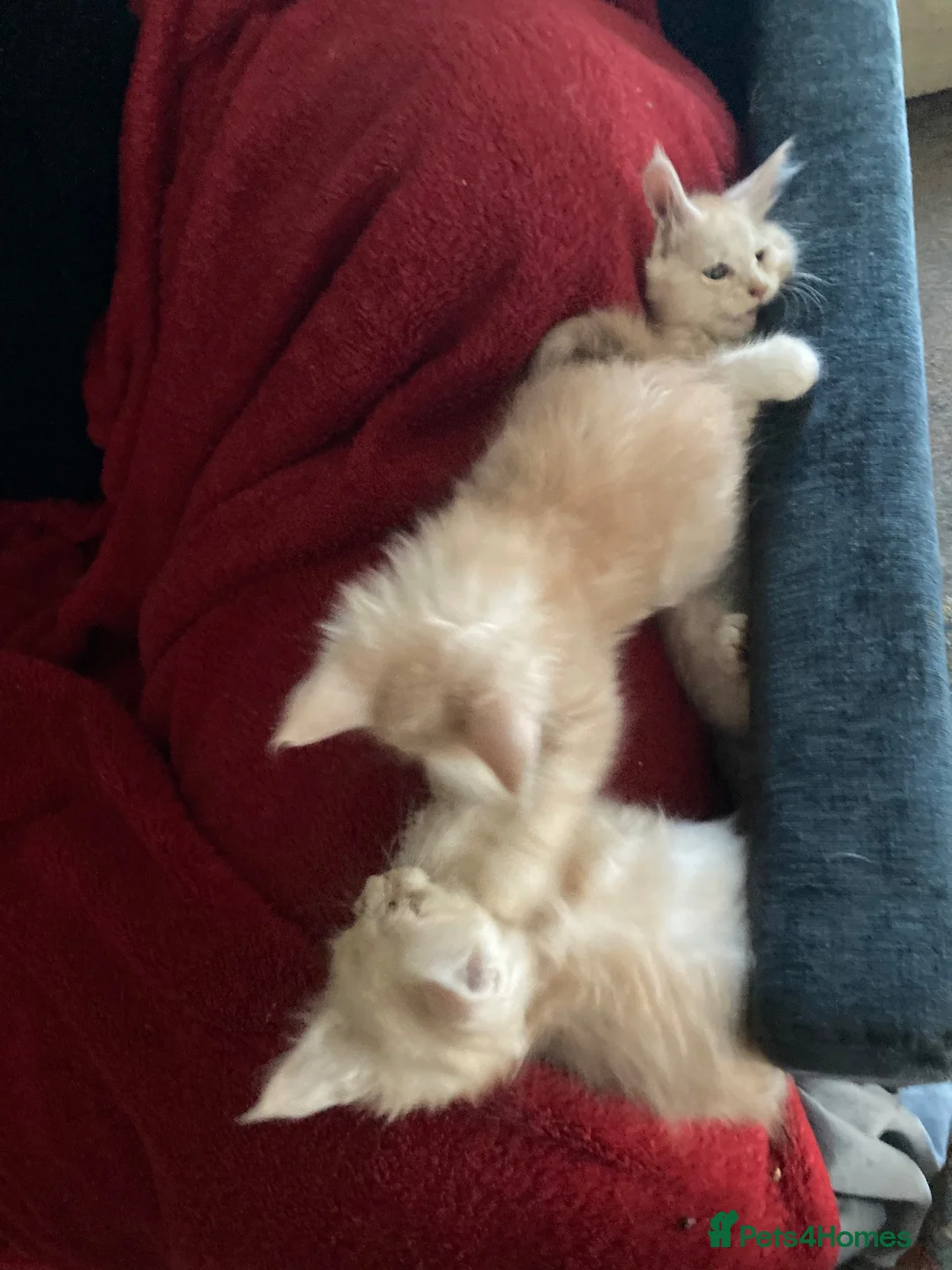 Maine Coon cats for sale: 4 playful Pure breed Maine Coon kittens - Advert 8