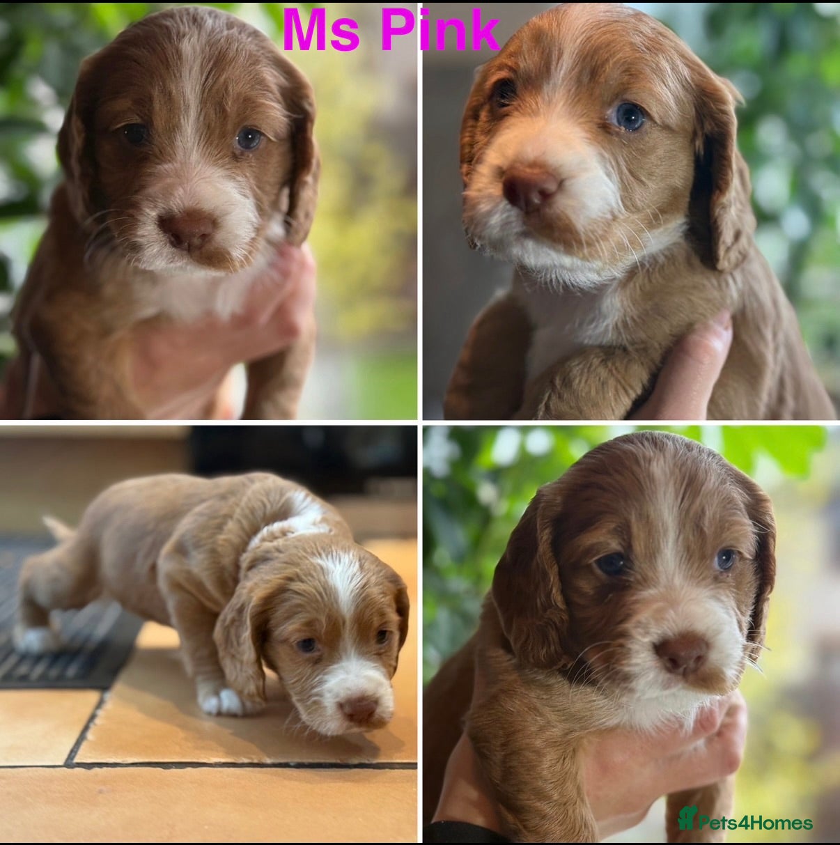 Cocker Spaniel dogs 1boy & 1girl left KC WorkingCocker Spaniels left!  - Advert 2