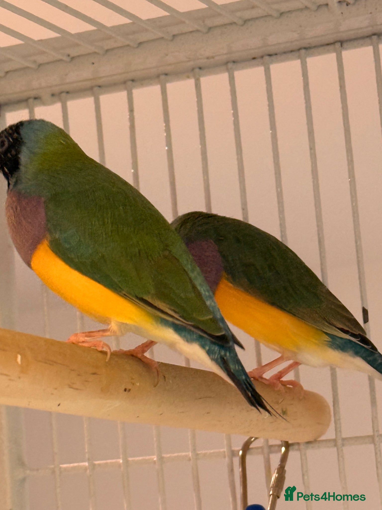 Finches birds for sale: 🐦 TOP QUALITY YOUNG MALE BLACKHEAD GOULDIANS — - Advert 8