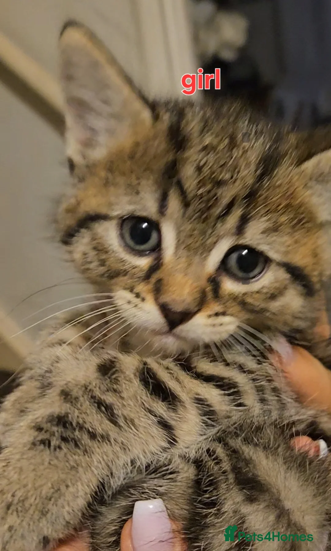 Mixed Breed cats for sale: Adorable kiitens - Advert 2