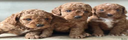 Toy Poodle dogs for sale: 🐶🐾Top-quality Asian/miniature poodles🐾🐶 - Advert 6