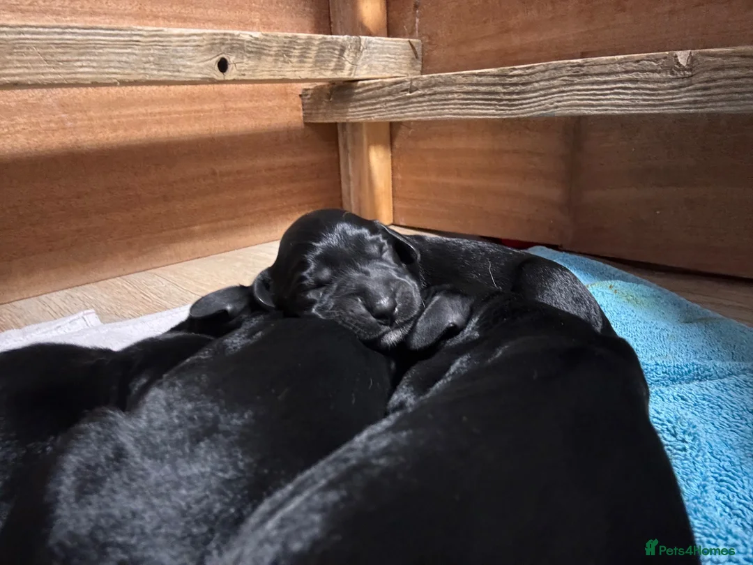 Springador dogs for sale: Pet or Working Springadors  - Advert 6