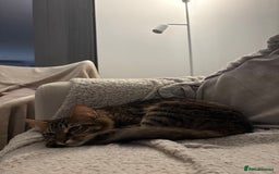 Mixed Breed cats for sale: Maine coon/tabby  - Image 6