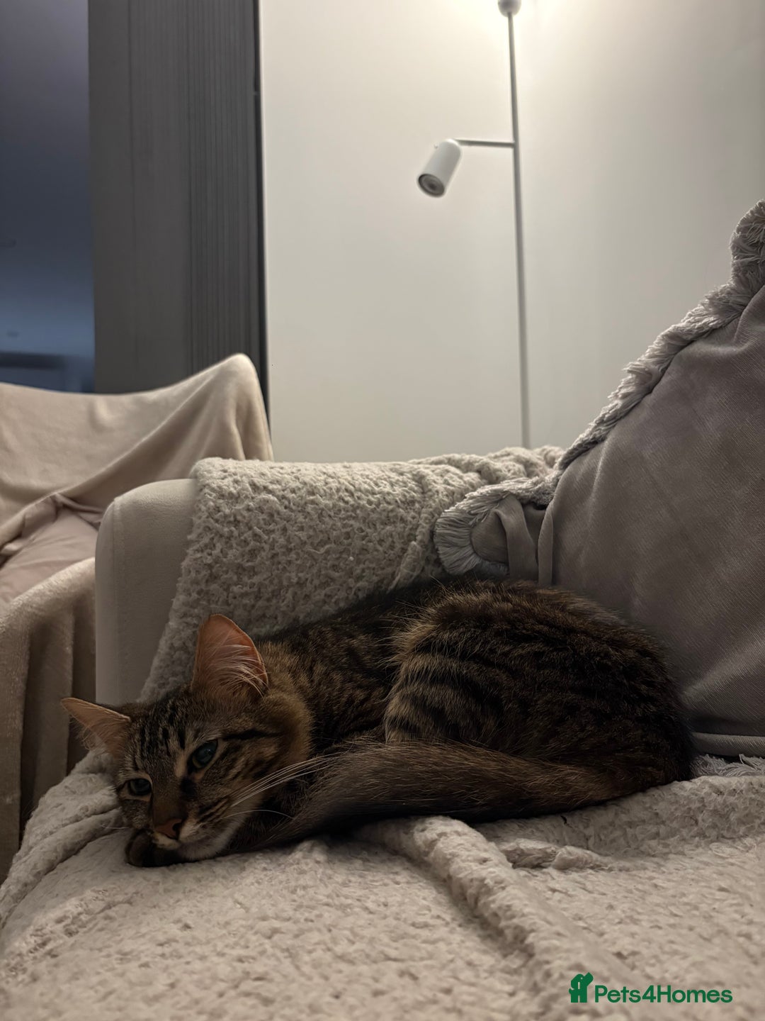 Mixed Breed cats for sale: Maine coon/tabby  - Image 6