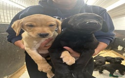 Labrador Retriever dogs for sale: Labrador puppies  - Advert 3