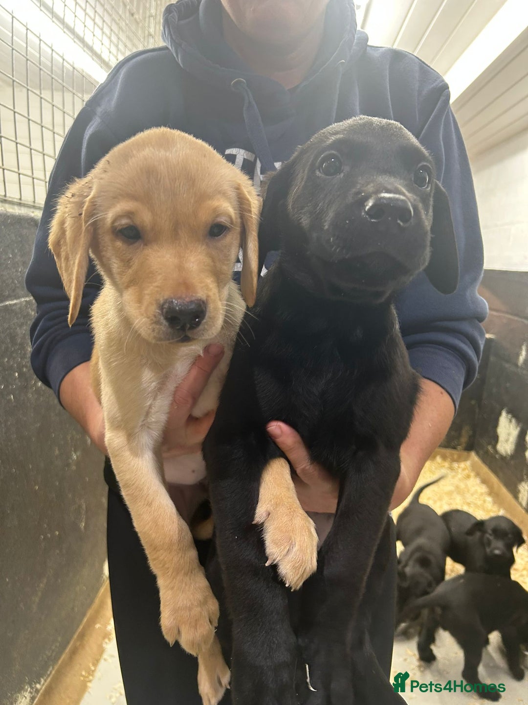 Labrador Retriever dogs for sale: Labrador puppies  - Advert 3