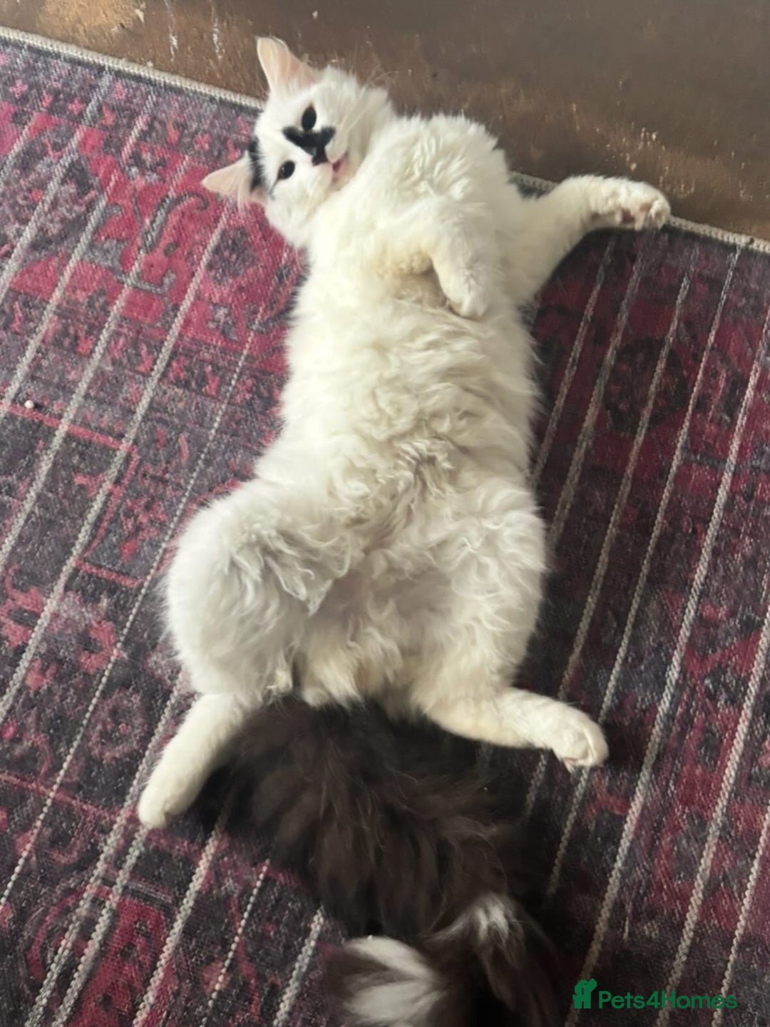 Turkish Angora cats for sale: Turkish angora kitten - Advert 3