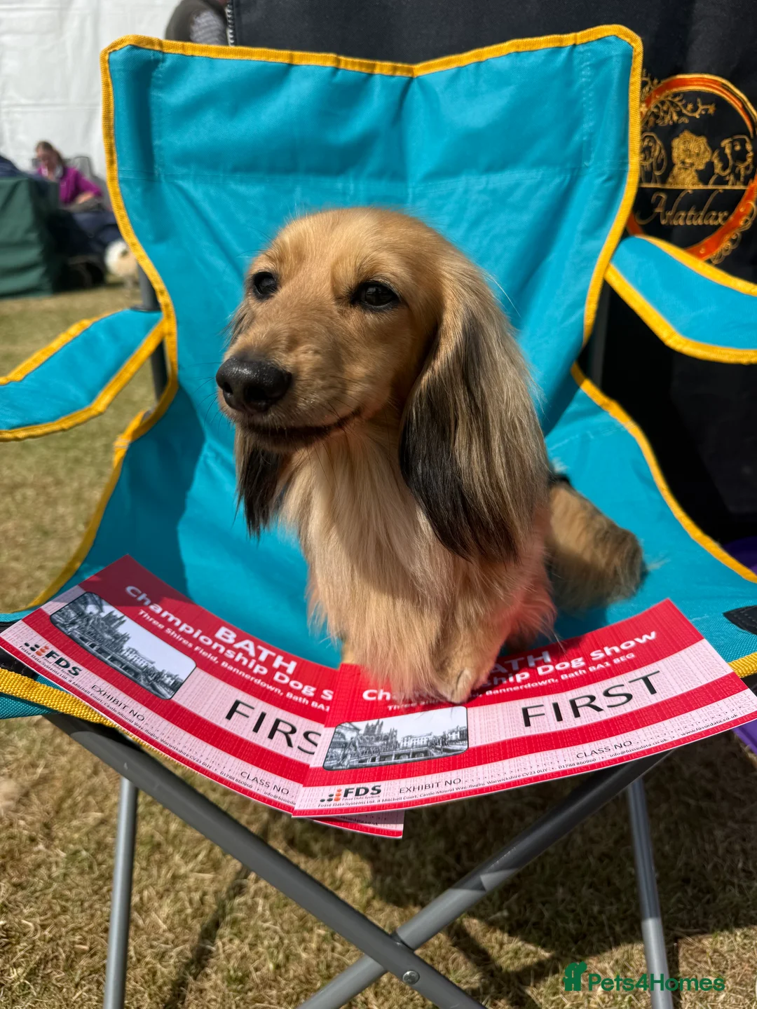 Miniature Dachshund dogs for stud: Quality mini long hair dachshund  - Advert 7