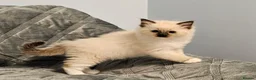 Ragdoll cats for sale: Stunning Ragdoll kittens 😸  - Advert 7