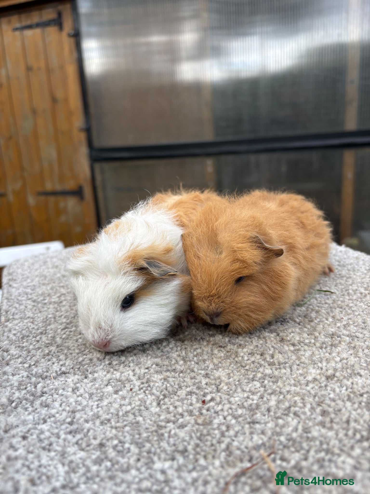 Guinea Pig rodents Swiss Guinea Pigs Boars - Advert 2