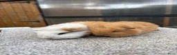 Guinea Pig rodents for sale: Swiss Guinea Pigs Boars - Advert 2