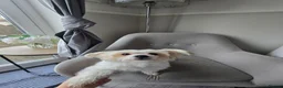 Mixed Breed dogs for sale: Hey there Delilah  - Advert 10