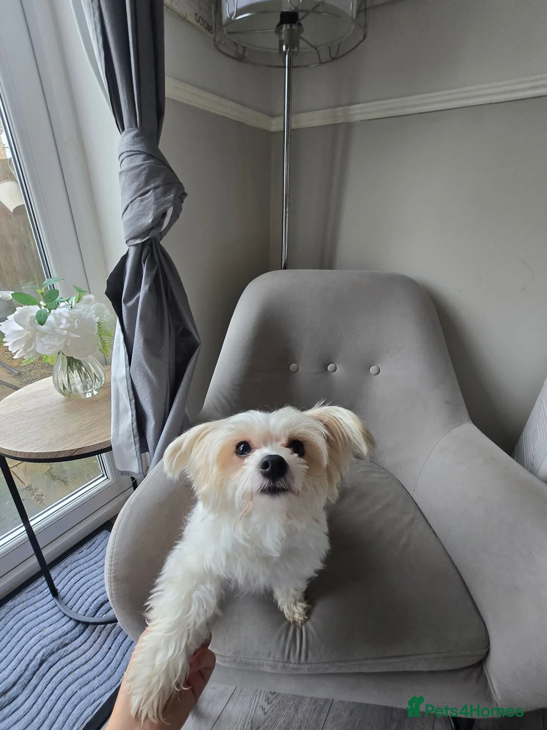 Mixed Breed dogs for sale: Hey there Delilah  - Advert 10