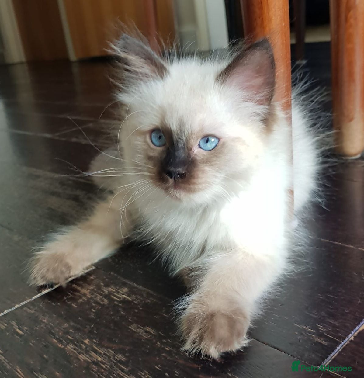 Ragdoll cats Sealpoint Ragdoll female kittens available - Advert 2