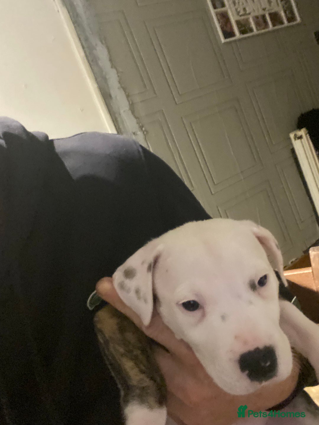 Staffordshire Bull Terrier dogs for sale: White staffy for sale  - Image 2