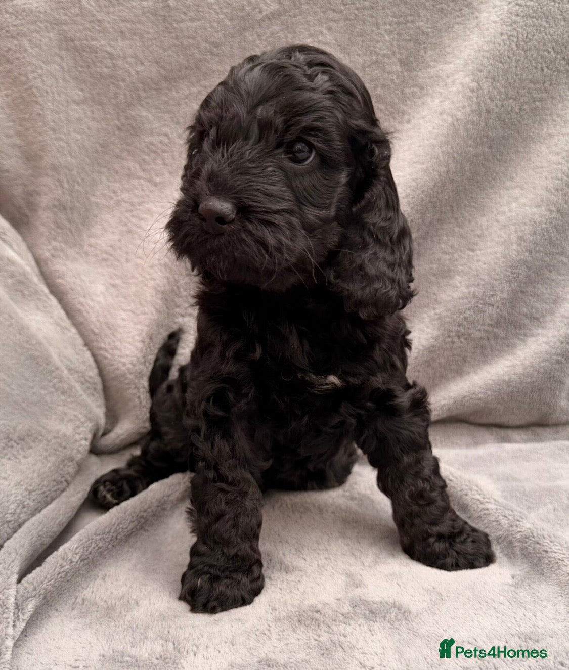 Cockapoo dogs F1 Cockapoo Puppies - Advert 18