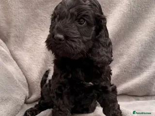 Cockapoo dogs F1 Cockapoo Puppies - Advert 18