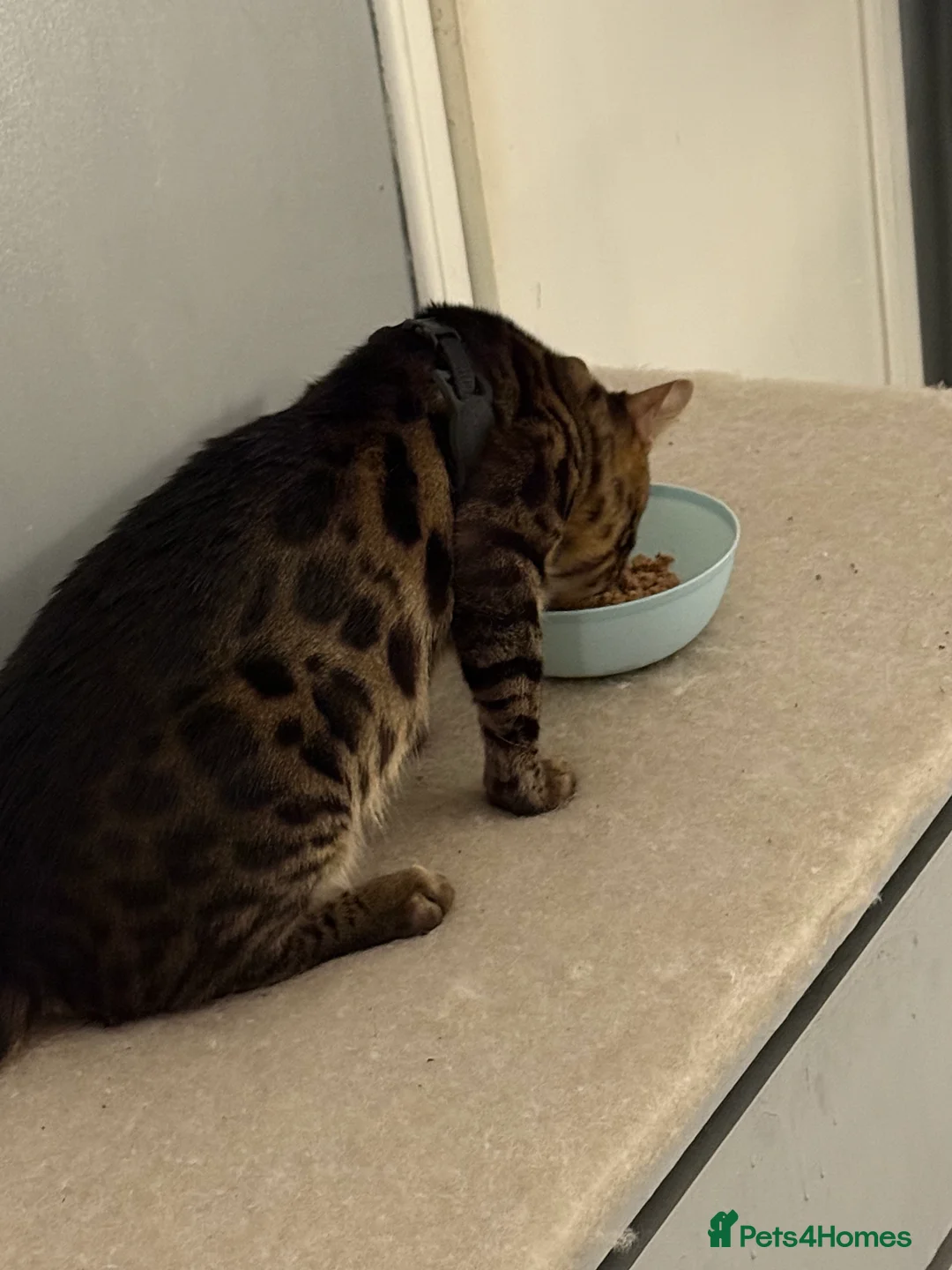 Bengal cats for stud: Stunning Bengal for stud - Advert 16