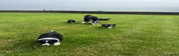 Border Collie dogs for sale: Border Collie Puppy’s litter of 6 gorgeous pups.  - Advert 39