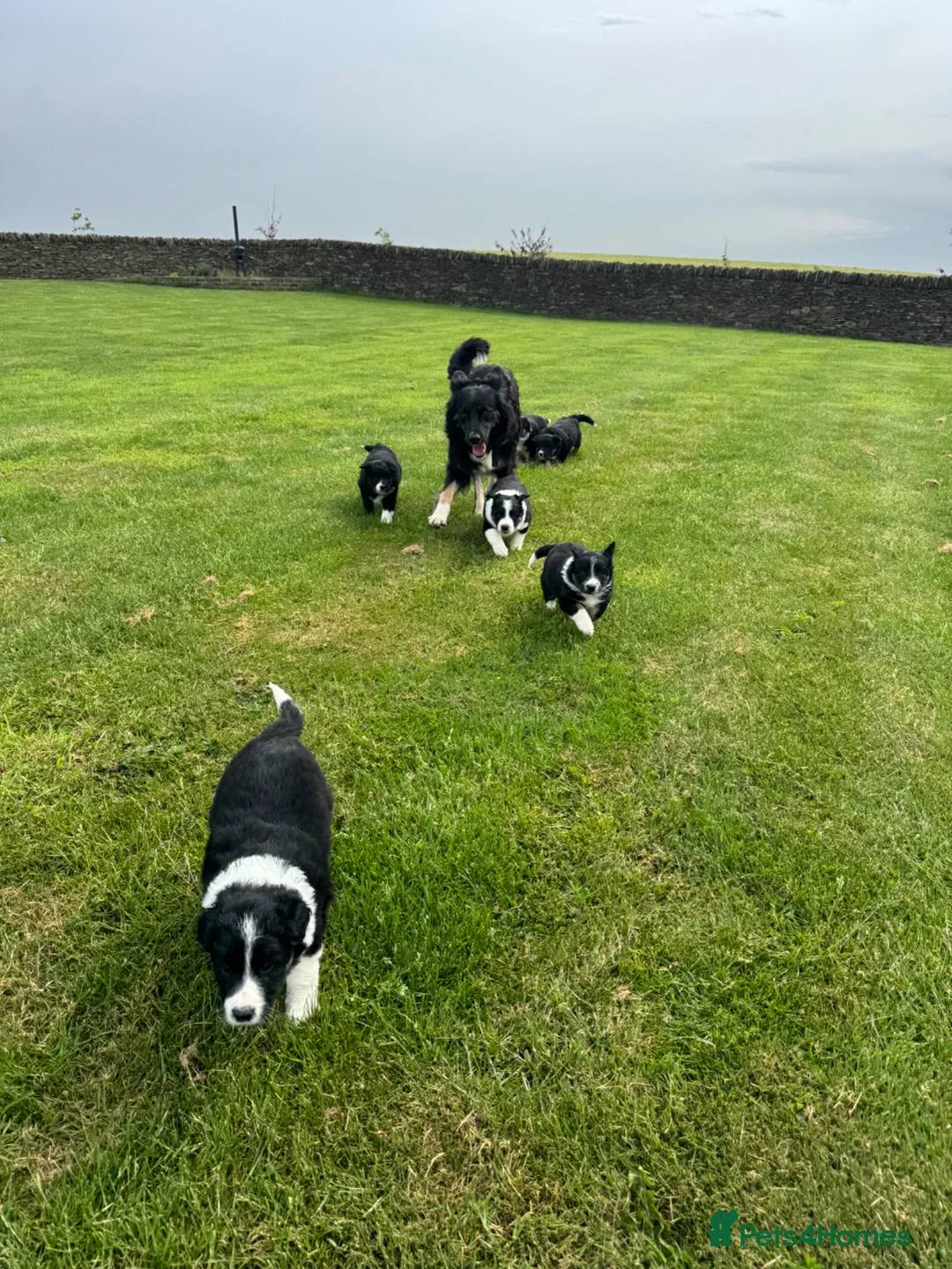 Border Collie dogs for sale: Border Collie Puppy’s litter of 6 gorgeous pups.  - Advert 39