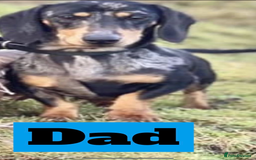 Miniature Dachshund dogs for sale: Miniature dachshunds puppies - Image 5