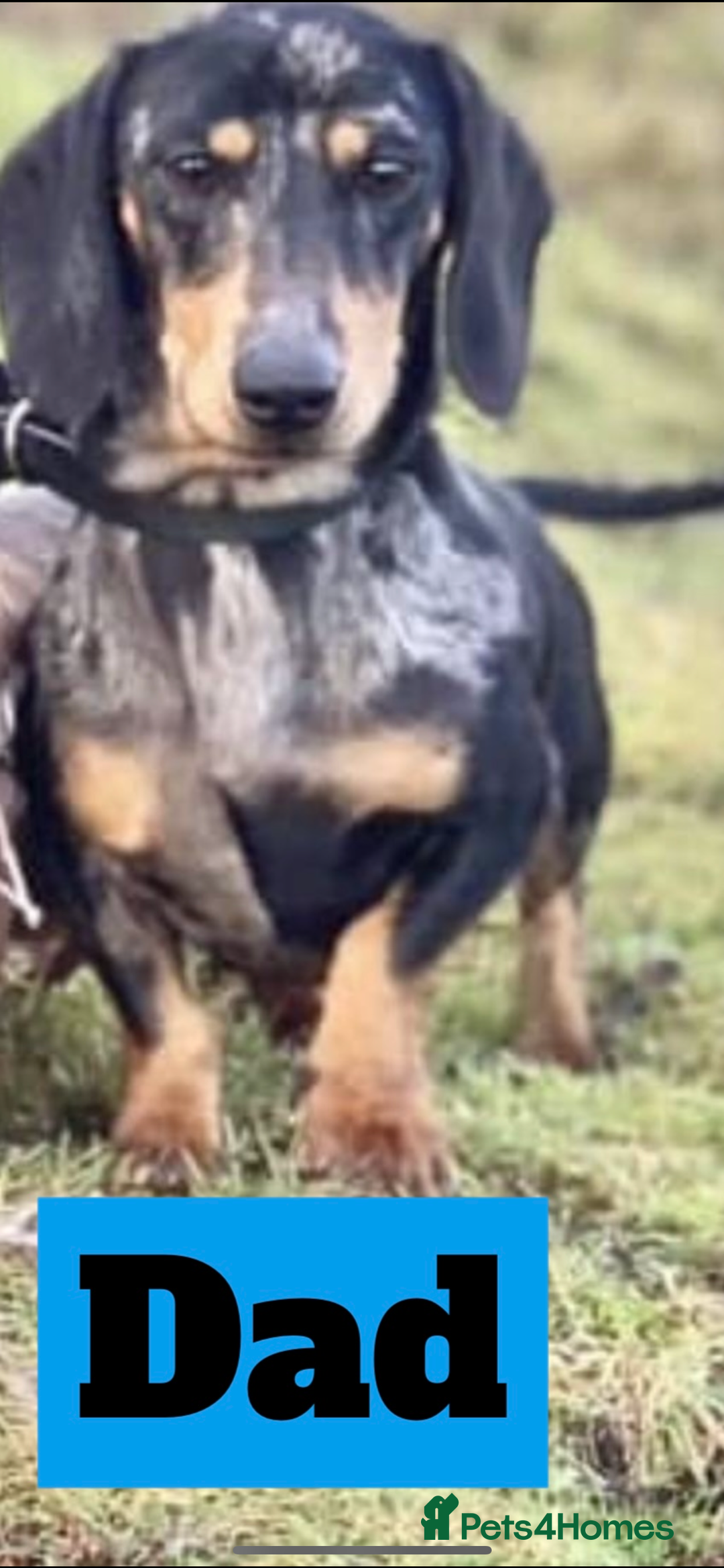 Miniature Dachshund dogs for sale: Miniature dachshunds puppies - Image 5