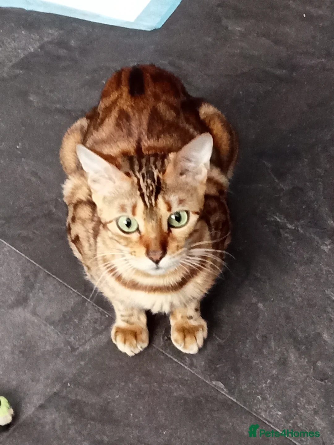 Bengal cats for sale: Bengal snow lynx & dark Charcoal Marbelled  in Barry - Advert 21