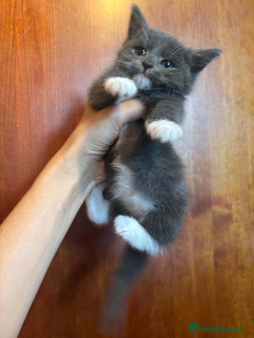 British Shorthair cats for sale: British shorthair x - Image 3
