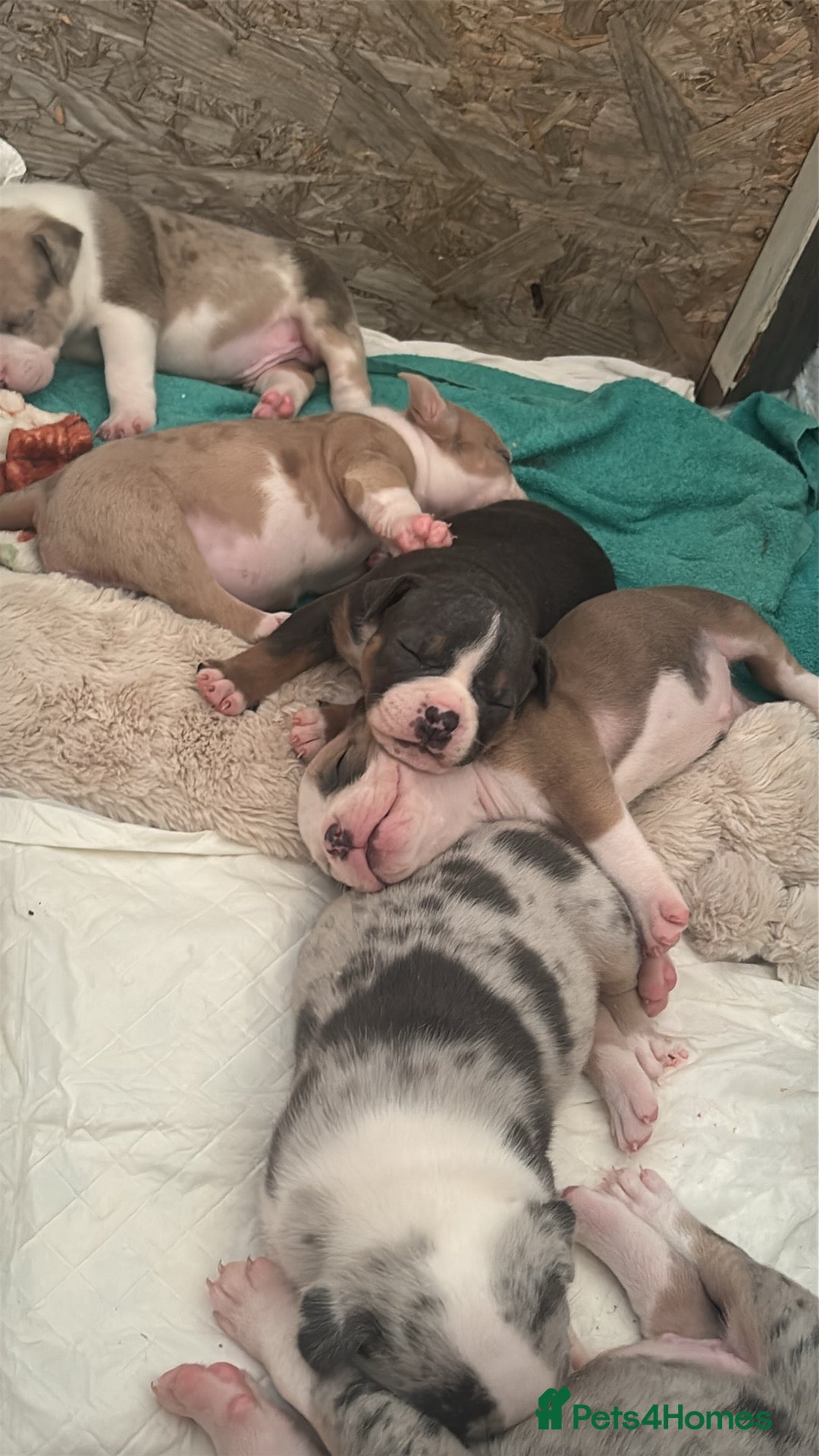 American Bully dogs Pocket bully puppies Merle fawn pied tri - Advert 8