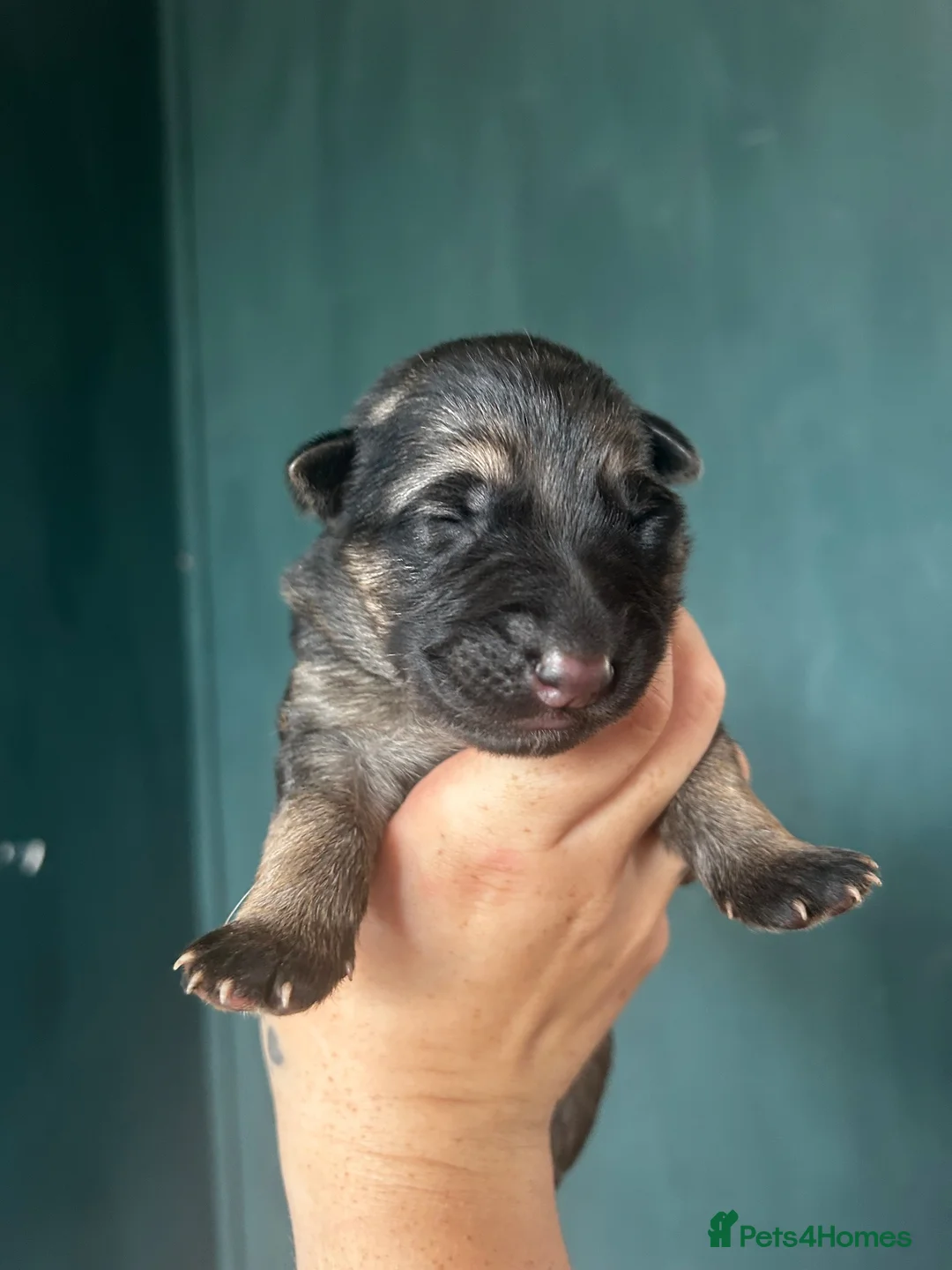 German Shepherd dogs for sale: 10 stunning german shepherd pups. - Advert 22