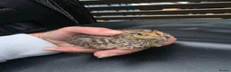 Quail poultry for sale: Quail eggs and quail chicks  - Advert 3
