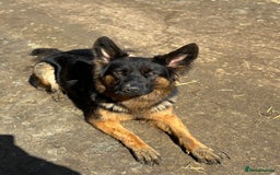 German Shepherd dogs for sale: German shepherd puppies  - Image 12