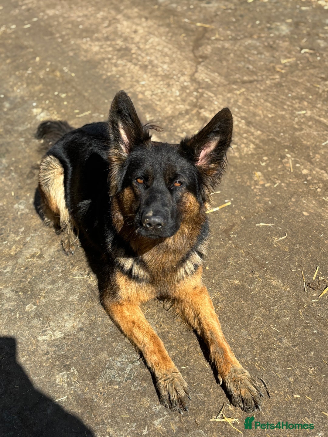 German Shepherd dogs for sale: German shepherd puppies  - Image 12